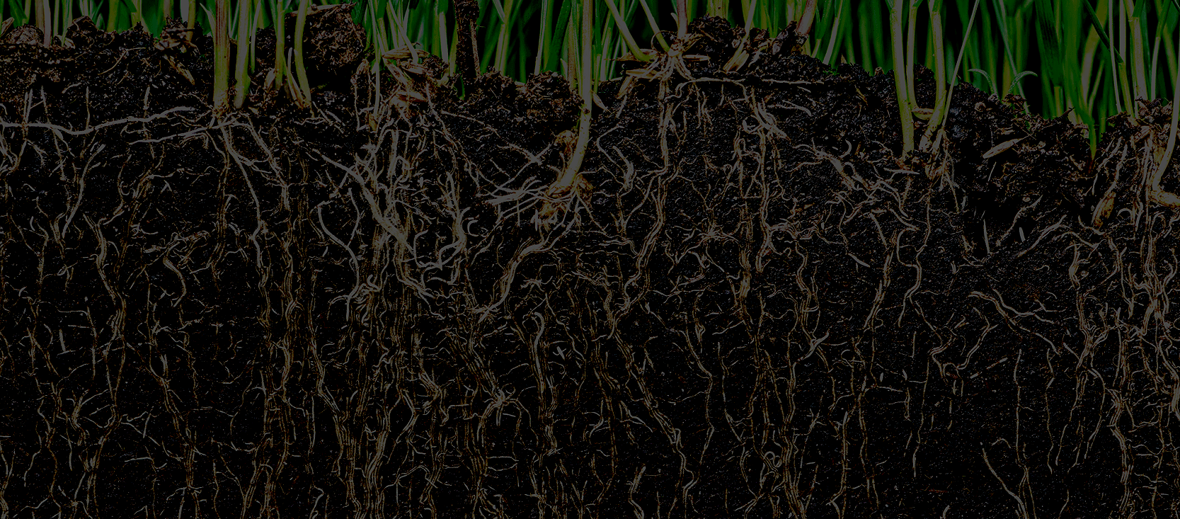 Image of roots growing in soil